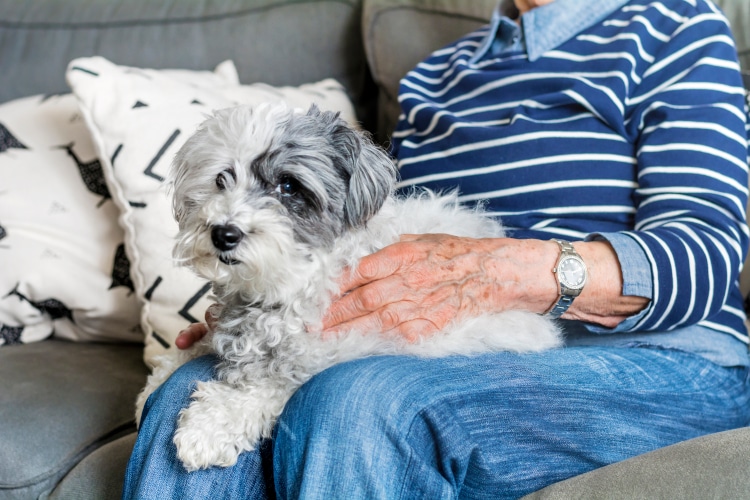 dog being held by older woman's hands