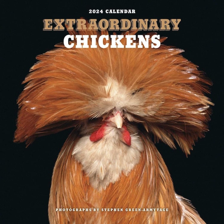 Extraordinary Chickens calendar