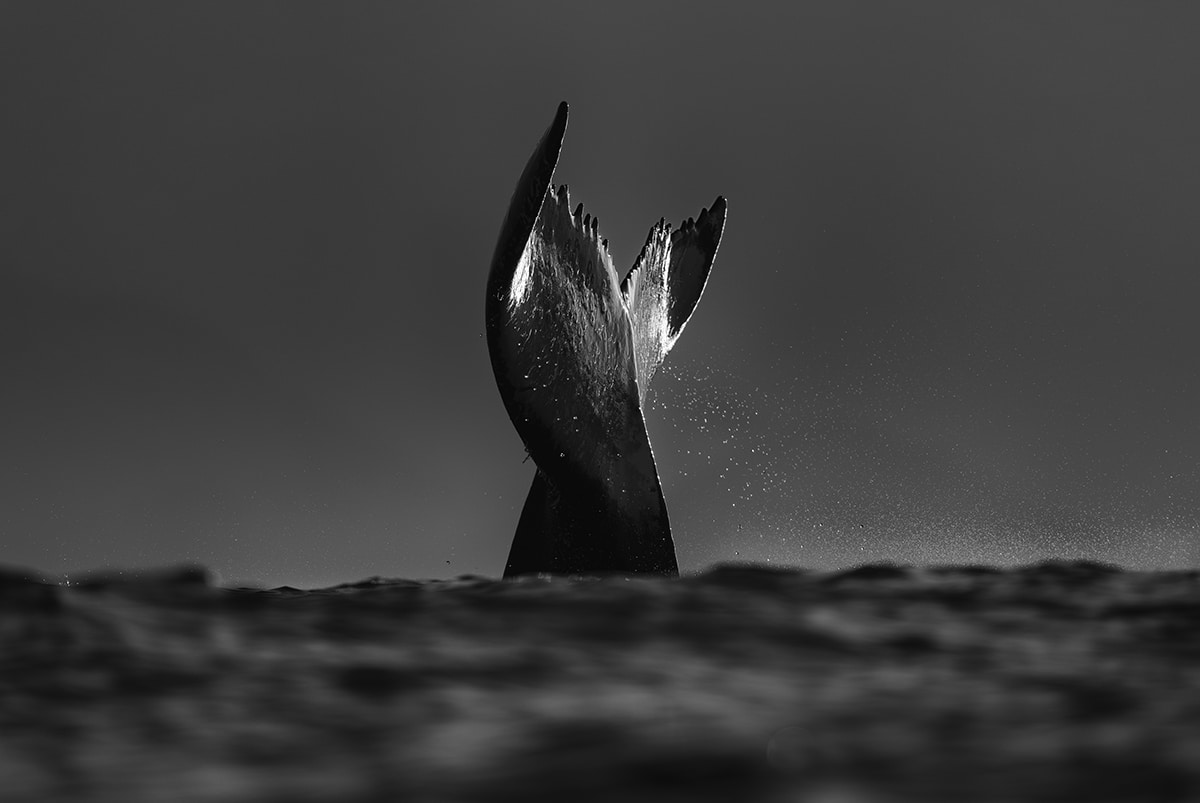 Whale Fluke by Chris Fallows