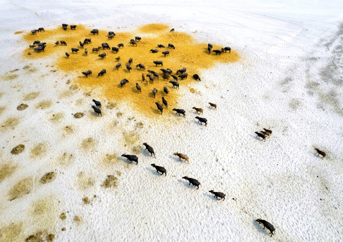 Buffaloes scour parched grasslands for food during a drought