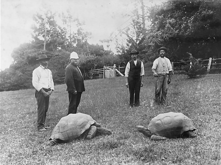 Two giant tortoises photographed in the grounds of Government House, St. Helena. The tortoise on the left is 'Jonathan', estimated to have hatched in 1832 and still living as of 2019