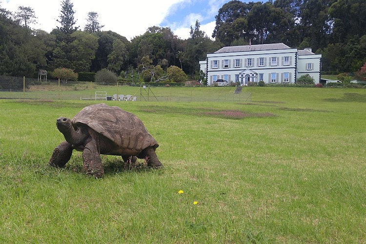 Tortoise Jonathan at Plantation House Saint Helena March 2020