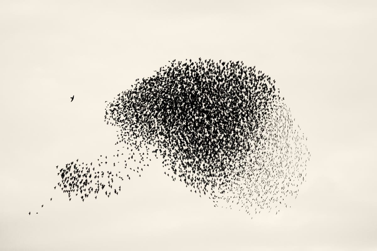 Starling Mumurations by Søren Solkær