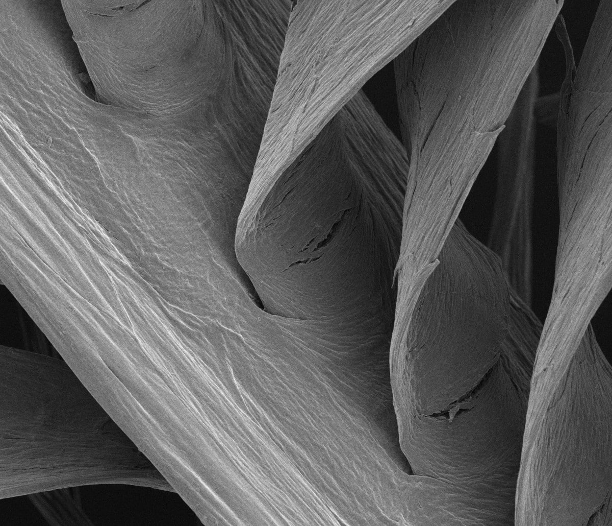 Close up looks at a starling feather